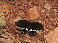 Endemic Butterflies Sri Lanka
