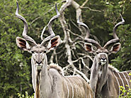 Terms and Conditions - iKhulu South African Hunting Safaris