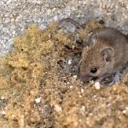 Prevent Mice Exterminator Problem in Standish