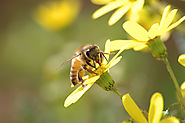 Reliable Honey Bee Removal & Control Treatment in Sale - Youngs Pest Control