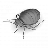 Affordable Bed Bug Exterminator cost in Warrington