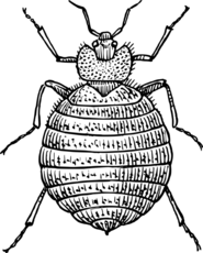 Affordable Bed Bug Exterminator Cost in St Helens - Youngs Pest Control