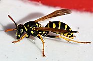 How to Get Rid from Wasp Nest Problem