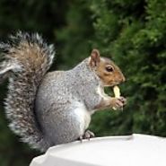 Keep Your Property Safe From Grey Squirrel