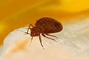Bed Bug Exterminator Cost in Standish