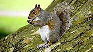 Professional Grey Squirrel Proofing Service in Bootle - Youngs Pest Control