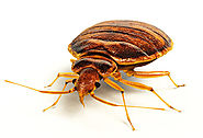 Bed Bug Pest Exterminator Treatment in Shaw - Youngs Pest Control