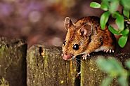 Sale Mice Pest Removal Service - Youngs Pest Control