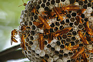 Wasp Nests Control | Wasp Specialist | Youngs Pest Control