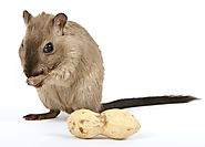 What are the strategies to get rid of the rat?