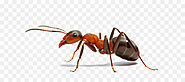 Congleton Ant Pest Control