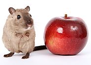 Pest Treatment for Mouse Problem | Youngs Pest Control