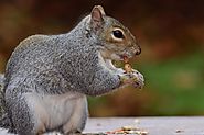 Grey Squirrel Removal Experts in Bury | Youngs Pest Control