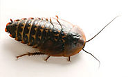 Pest Control: Tips and Guidelines | HowStuffWorks