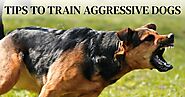 DogExpress: Tips To Train Aggressive Dogs
