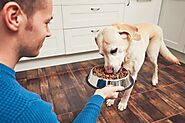 The Proper Use of Food in Dog Training￼