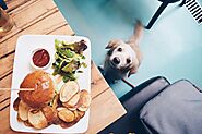 Train Your Dog To Be A Food Lover And Not Become Food Aggressive | DogExpress |