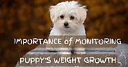THE IMPORTANCE OF MONITORING YOUR PUPPY’S WEIGHT GROWTH | DogExpress