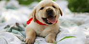 How Much Does a Labrador Puppy Cost in India? | DogExpress