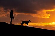 9 Tips to Walk Your Dog Safely at Night | DogExpress