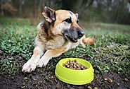 iframely: My dog won’t eat- List of causes and best solution