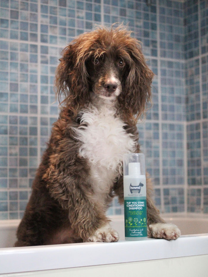 hownd yup you stink shampoo