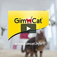 Katze / Gimcat