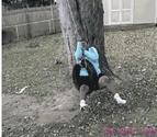 Fat Guy Tire Swing Fail | Funny People Images- Gif-King.com