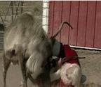 Santa Claus battling with Rudolph the reindeer | Funny People Images- Gif-King.com
