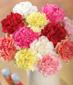 Carnation Bouquet | 12 Classic Carnations | Bunches.co.uk