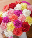 Order Carnations | 24 Classic Carnations | Bunches.co.uk