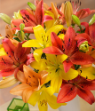 Autumn Luxury Lilies | Flowers by post with free UK delivery | Bunches the online florist