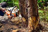 3 Reasons You Shouldn’t Dare to Try DIY Tree Removal