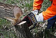 Permits: Is It Necessary in Tree Removal?