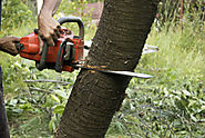 How to Do a Site Assessment Before Tree Removal