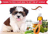 7 Foods to Feed Your Dog to Get Rid of Worms