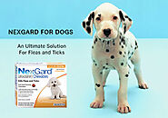 Nexgard for Dogs-An Ultimate Solution For Fleas and Ticks - BestVetCare