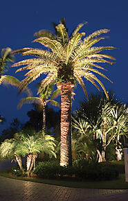 Residential Landscape Lighting Solution in South Florida