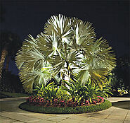 Top Landscape Lighting Strategy by Experts in South Florida to Light Up your Property