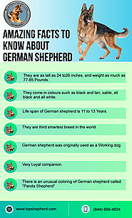 Amazing Facts to know about German shepherd Dog