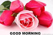Good Morning Rose Images Download - Good Morning Flower images HD Free Download and Quotes