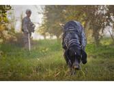 Dog Scent Detection - Useful Extra Skills and Abilities