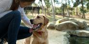 Encourage Your Dog's Abilities - Scent Detection Training