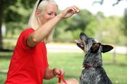 Treat Your Dog to Training Classes - Learning Tricks that Enhance Life