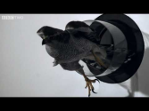 Goshawk Flies Through Tiny Spaces in Slo-Mo! - The Animal's Guide to Britain, Episode 3 - BBC Two