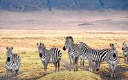 Ngorongoro - Tanzania Safari