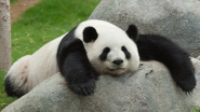 Panda recovery – Changing the basic principles
