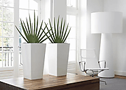 Indoor Office Plants Melbourne Give Your Working Environment a Reviving Touch