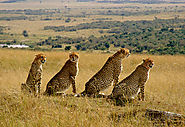 Ready to Explore with Kenya Safari Tours