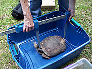 Gopher Tortoise Relocation